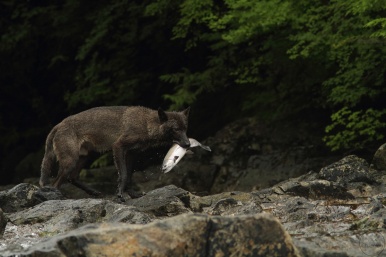 Wolf with salmon in its mouth