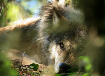 Close up of a wolf looking up