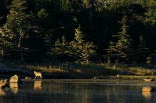 Distant wolf in late afternoon light