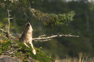 Wolf howling while lying down
