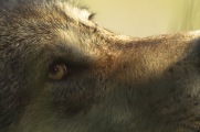Close up of the eye of a wolf