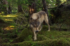 Wide angle view of a wolf in the forest