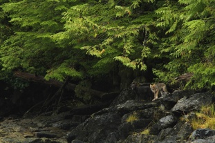 One black and one tan coloured wolf pup at the edge of the forest