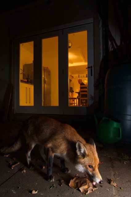 fox,home,22-02-090003