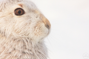 mountain hare,strathspey.31-12-100008_1