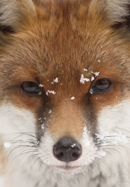 red fox,home,19-12-100002